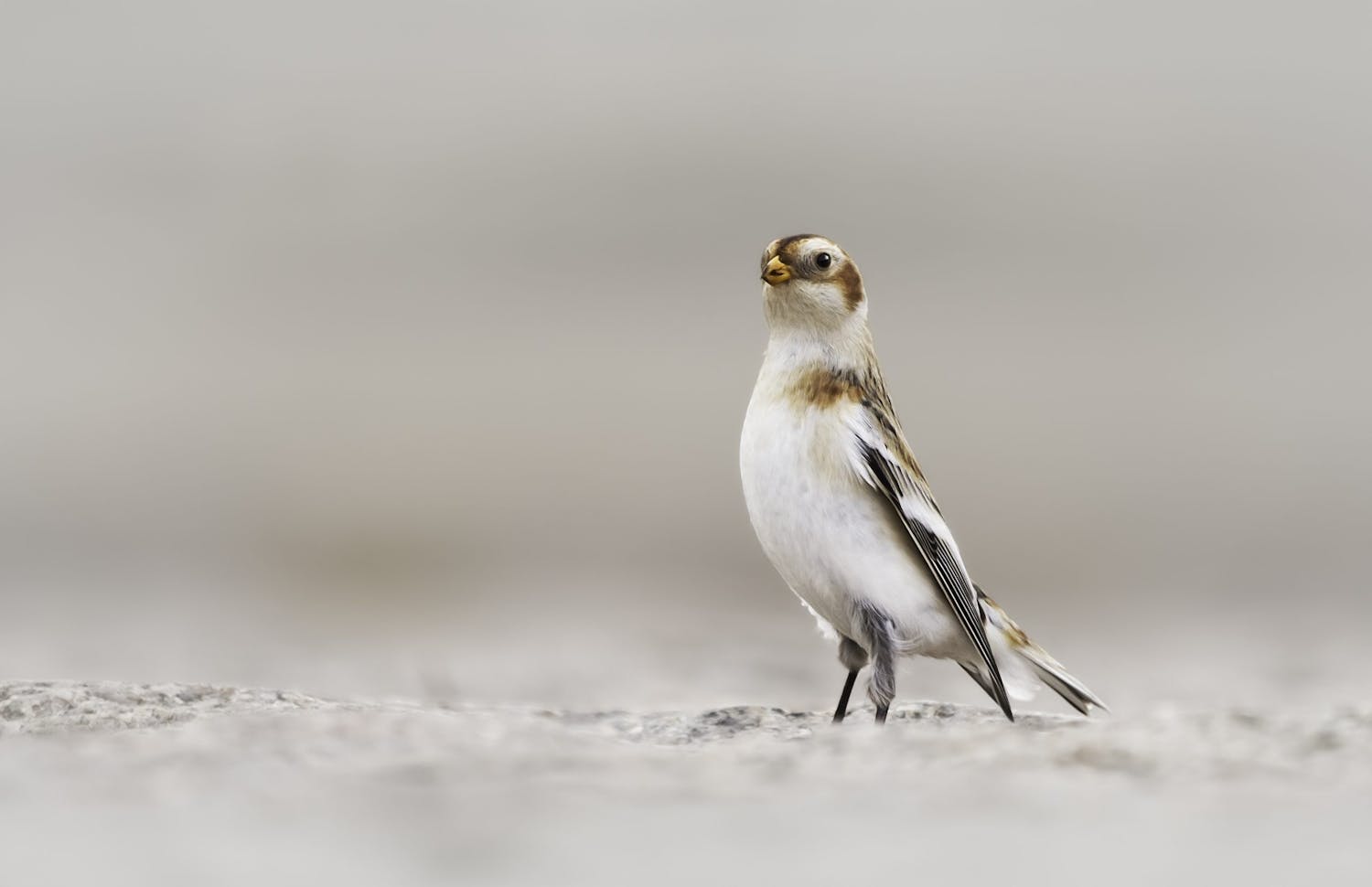 3 fugle der kommer på besøg i vinterhalvåret